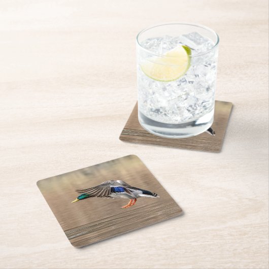 Mallard Duck in vlucht Kartonnen Onderzetters (Insitu)