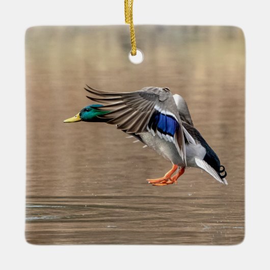 Mallard Duck in vlucht Keramisch Ornament (Voorkant)