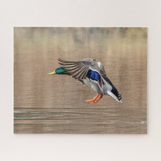 Mallard Duck in vlucht Legpuzzel (Horizontaal)