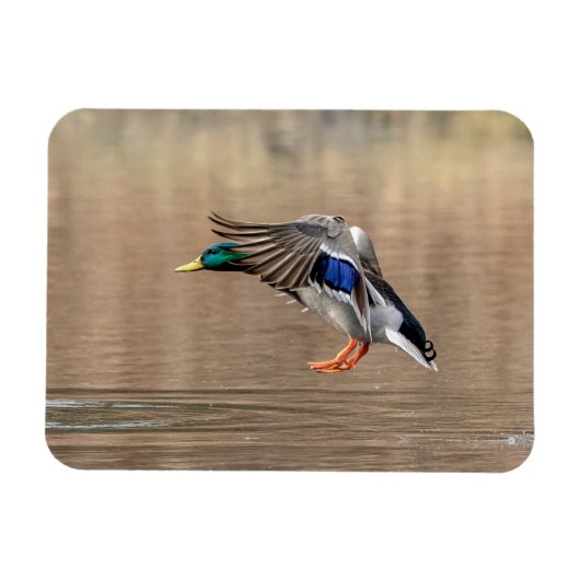 Mallard Duck in vlucht Magneet (Horizontaal)