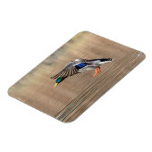 Mallard Duck in vlucht Magneet (Linkerzijde)