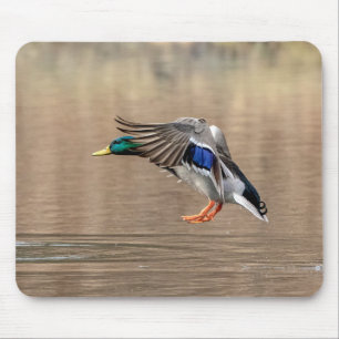 Mallard Duck in vlucht Muismat