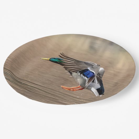 Mallard Duck in vlucht Papieren Bordje (Gekanteld)