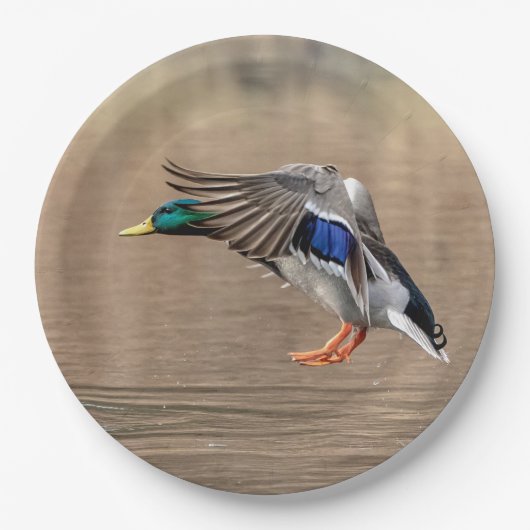 Mallard Duck in vlucht Papieren Bordje (Voorkant)