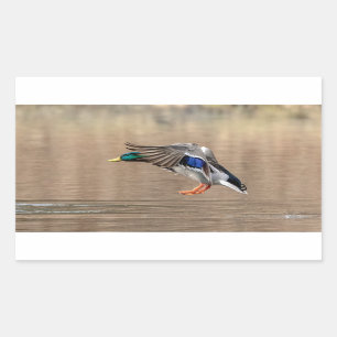 Mallard Duck in vlucht Rechthoekige Sticker
