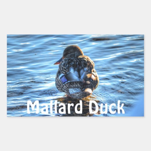 Mallard Duck in Winter River - Wildlife Foto Rechthoekige Sticker (Voorkant)