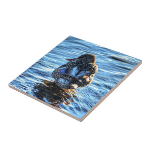 Mallard Duck in Winter River - Wildlife Foto Tegeltje