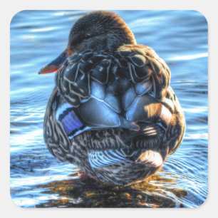 Mallard Duck in Winter River - Wildlife Foto Vierkante Sticker