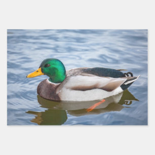 Mallard Duck Inpakpapier Vel