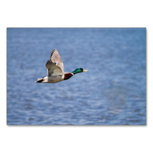 Mallard Duck Kaart