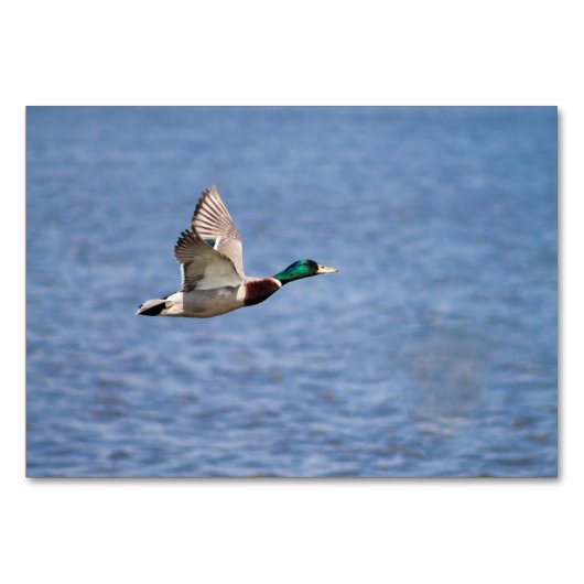 Mallard Duck Kaart (Voorkant)