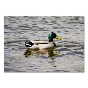 Mallard Duck Kaart