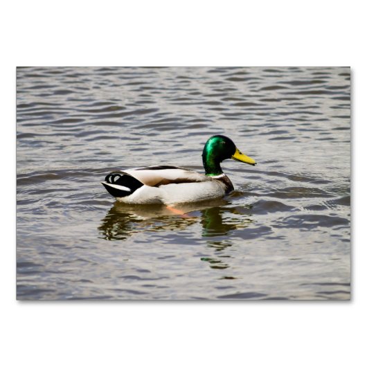 Mallard Duck Kaart (Voorkant)