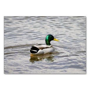 Mallard Duck Kaart