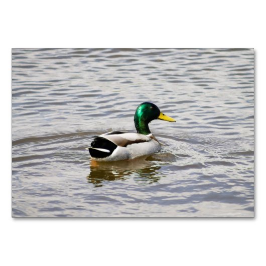 Mallard Duck Kaart (Voorkant)
