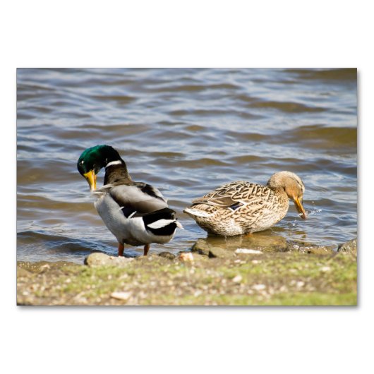 Mallard Duck koppel Kaart (Voorkant)