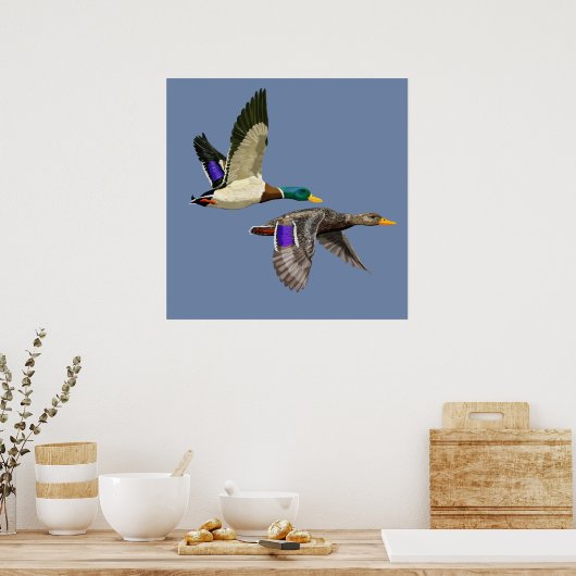 Mallard Duck Lovers Poster (Keuken)
