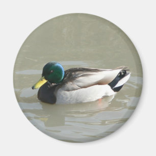 "Mallard Duck" Magneet