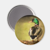 Mallard Duck Magneet (Voorkant / Achterkant)