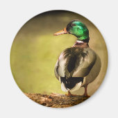 Mallard Duck Magneet (Voorkant)