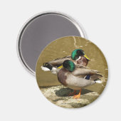 Mallard Duck Magnet (Voorkant / Achterkant)