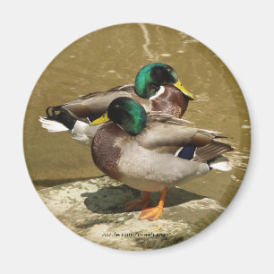 Mallard Duck Magnet