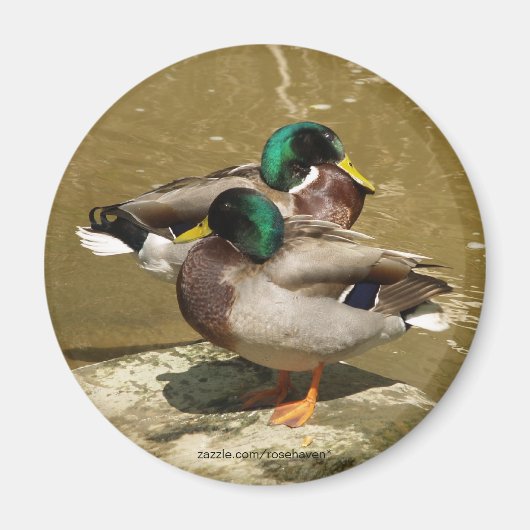 Mallard Duck Magnet (Voorkant)
