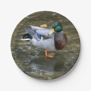 Mallard Duck (Male) Bord