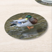 Mallard Duck (Man)Papier Onderzetter (Gebogen)