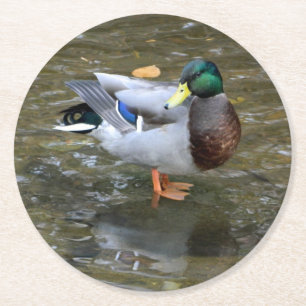 Mallard Duck (Man)Papier Onderzetter