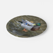 Mallard Duck (Mannelijk) Papier Bord (Gekanteld)