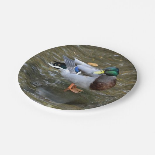 Mallard Duck (Mannelijk) Papier Bord (Gekanteld)