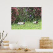 Mallard Duck Mannelijk Poster (Keuken)