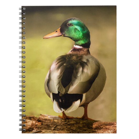 Mallard Duck Notitieboek (Voorkant)