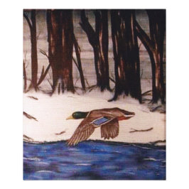 Mallard Duck on a Mission Foto Afdruk