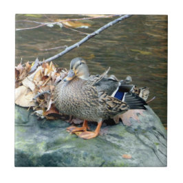 Mallard Duck on Mossy Rock (Vrouw) Ceramic Tile Tegeltje