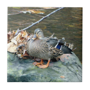 Mallard Duck on Mossy Rock (Vrouw) Ceramic Tile Tegeltje