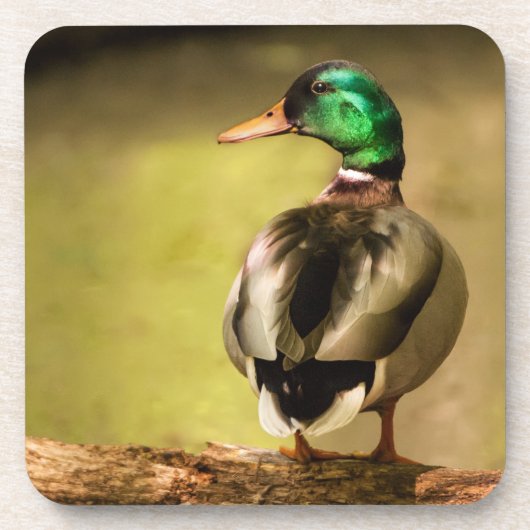 Mallard Duck Onderzetter (Voorkant)