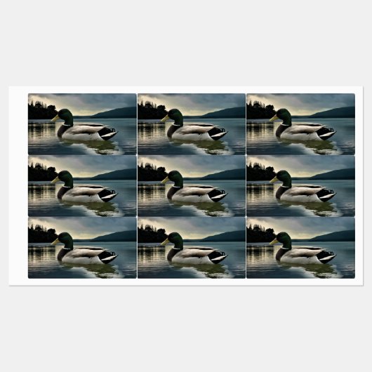 Mallard Duck op het meer Labels (Vel)