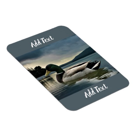 Mallard Duck op het meer Magneet (Rechterzijde)