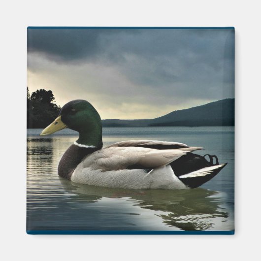 Mallard Duck op het meer Magneet (Voorkant)