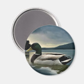 Mallard Duck op het meer Magneet (Voorkant / Achterkant)