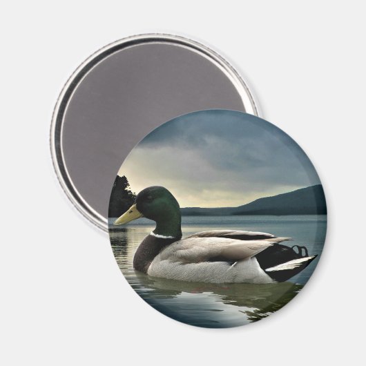 Mallard Duck op het meer Magneet (Voorkant / Achterkant)