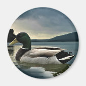 Mallard Duck op het meer Magneet (Voorkant)