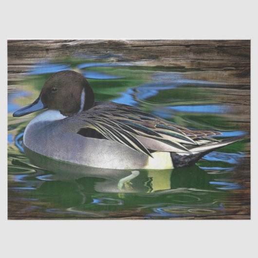 Mallard Duck op Lake Tissuepapier (Voorkant)