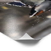 Mallard Duck opstijgen Print Foto Afdruk (Hoek)