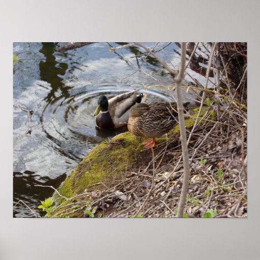 Mallard Duck paar nemen een pauze Poster (Voorkant)