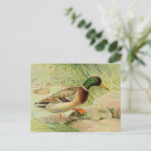 Mallard Duck  Paincard Briefkaart (Staand voorkant)