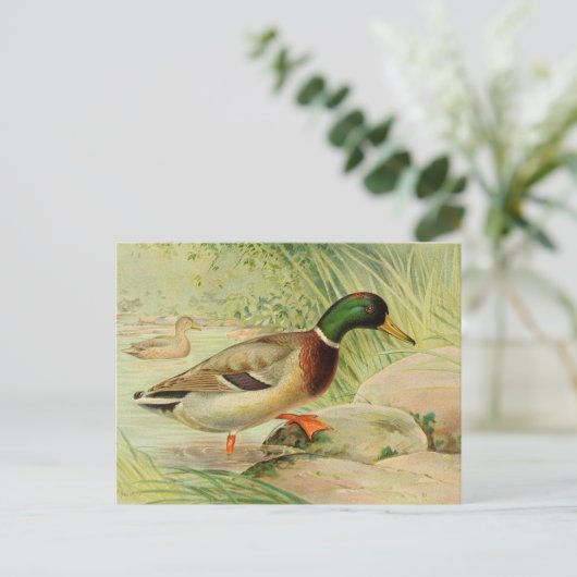 Mallard Duck Paincard Briefkaart (Staand voorkant)