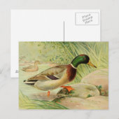 Mallard Duck  Paincard Briefkaart (Voorkant / Achterkant)